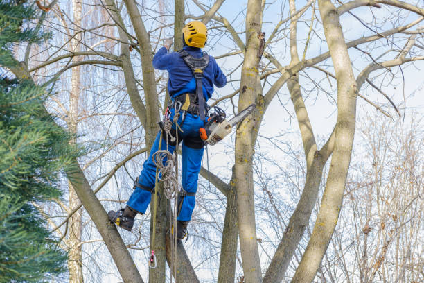 Best Arborist Consultation Services  in Weston, WI